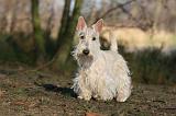 SCOTTISH TERRIER 006